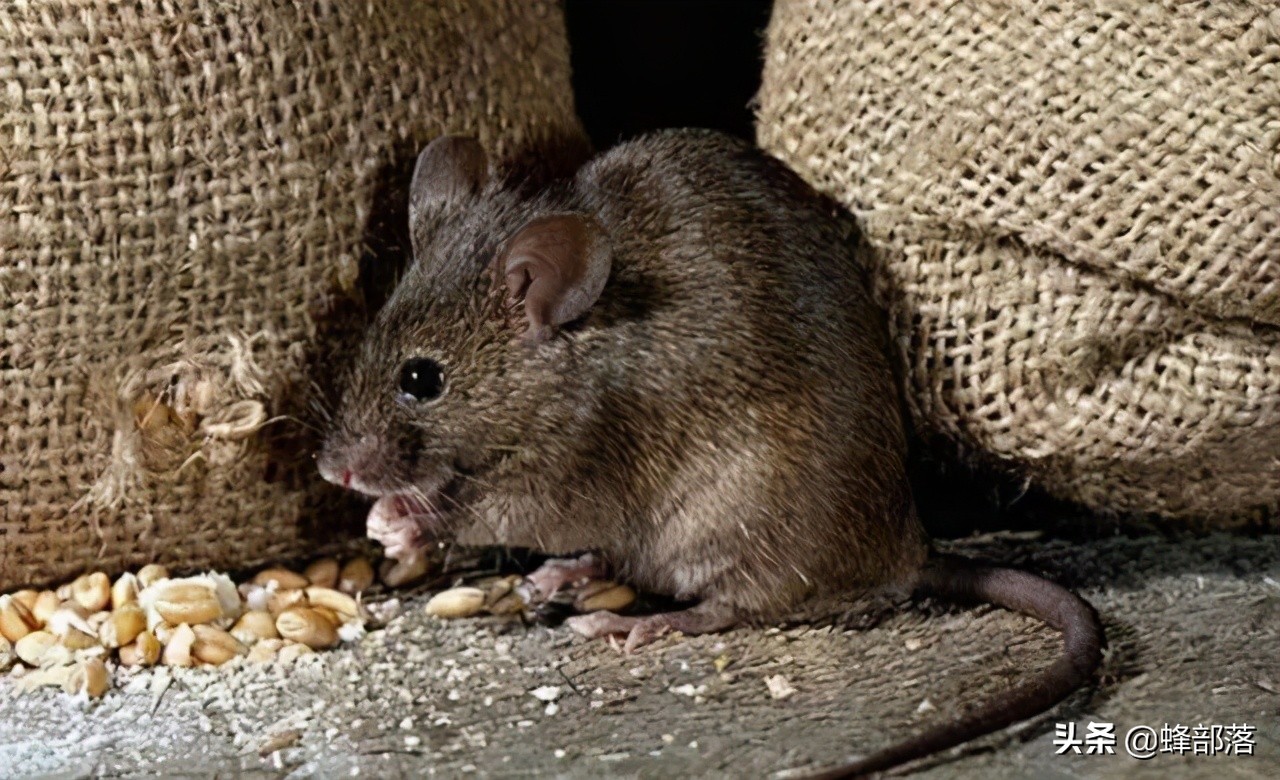 臭水溝中的老鼠，為啥總是又大又肥？不得不說，老鼠真有自知之明