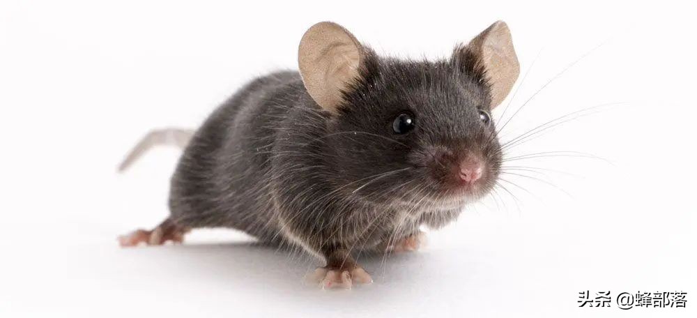臭水溝中的老鼠，為啥總是又大又肥？不得不說，老鼠真有自知之明